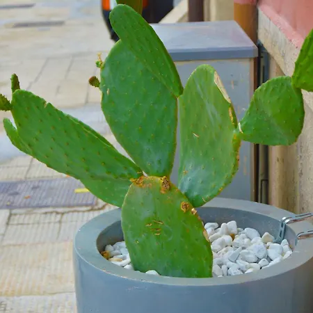 Apartament Domus Athena *