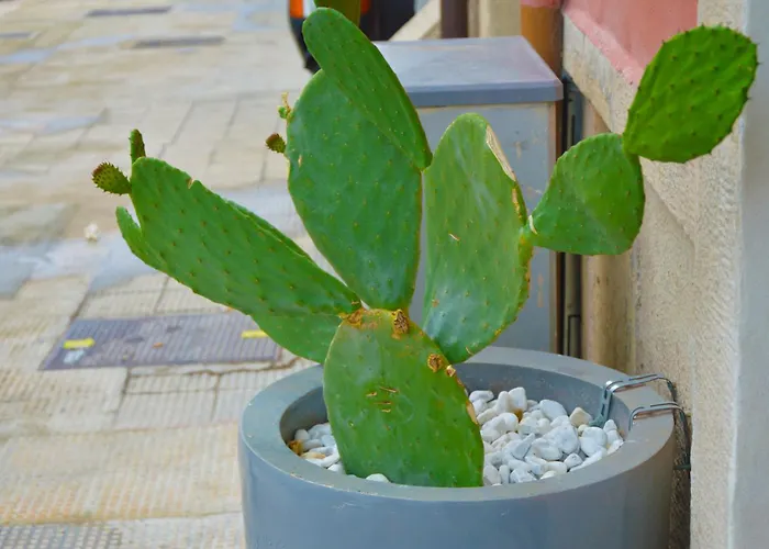 דירה Domus Athena *